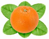 One fruit of orange with green leaf