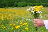 Children hand hold flowers in spring meadow