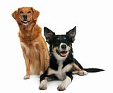 Border collie and a Nova scotia duck-tolling retriever, sitting and lying in front of white background