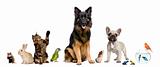 Group of pets together in front of white background