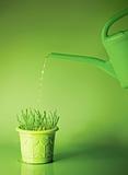 Green grass in flowerpot and watering can