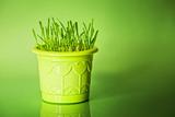 Green grass in flowerpot on green background