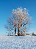 Bare frozen tree in snowy winter field under blue sky