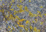 Natural stone with patches of lichen