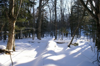 forest, winter