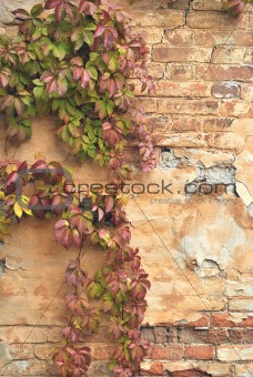 The blank wall of old building with wild vine. It is autumn