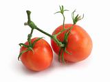 Tomato pair