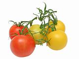 Tomato kinds
