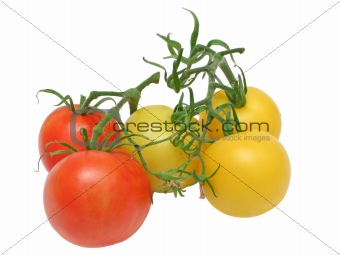 Tomato kinds