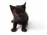 Black cat kid