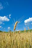 Wheat fileld