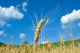 Wheat fileld