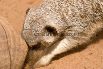 meerkat digging