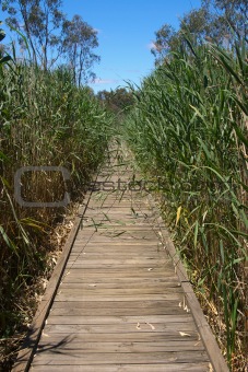 boardwalk in reeds