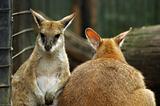 kangaroos in zoo