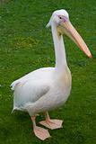 Posing pelican