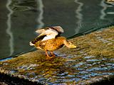Posing duck