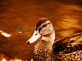 Duck - close up