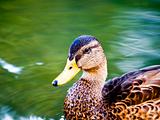 Duck - close up