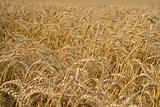 Yellow Grain Field