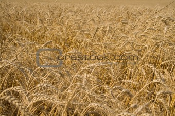 Yellow Grain Field