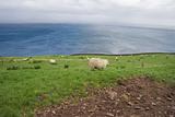 Sheep on the edge of the ocean