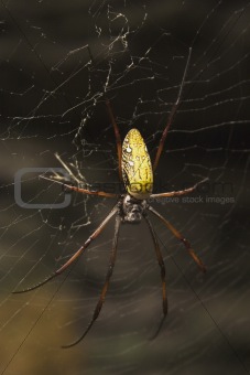 Madagascar Giant Silk Spider