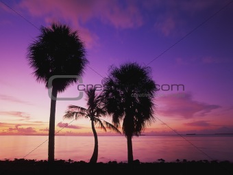 Palms at Sunrise