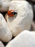 Ladybug on Rocks