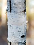 Birch Tree Trunk with high DOF
