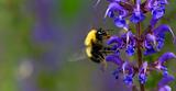 Bumble Bee on Purple Flowers Macro B with Space for Text