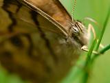 Butterfly on Grass Macro 2