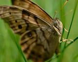 Butterfly on Grass Macro 3