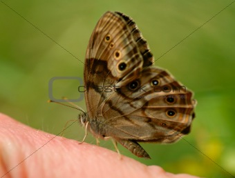 Butterfly on My Finger 2