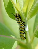 Danaus Plexippus - Monarch Caterpillar C Macro