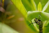 Danaus Plexippus - Monarch Caterpillar Macro with Room for Text 