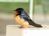 Swallow chick in spring.