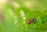 Ladybug on fern 2