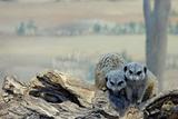 Slender-Tailed Meerkats on Log (Suricata suricatta)