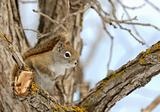 Squirrel on Branch 2