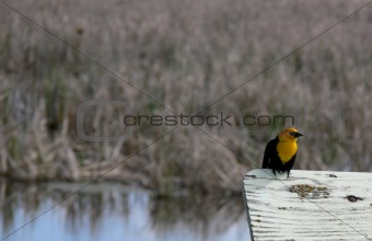 Yellow-headed blackbird perched on sign, with water and grass in