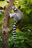 Ring-tailed Lemur sitting in tree