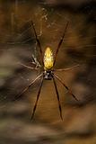 Madagascar Giant Silk Spider