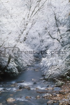Snow fall along Little Pigeon River