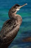 sitting cormorant