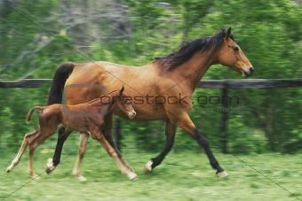 Mother horse and three day old colt.