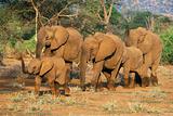 African Elephant herd, 