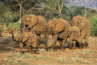 African Elephant herd, 