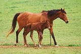 Mother horse and three day old colt.