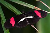 Crimson-patched Longwing Butterfly